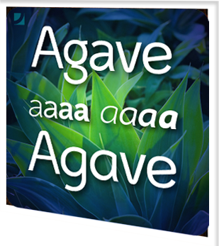 Agave